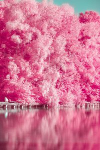 Pink Tree iphone wallpaper