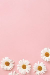 Daisy Flower pink iphone wallpaper