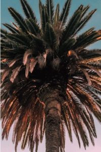 Huge Palm Tree