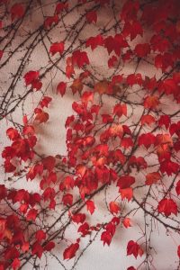Red Ivy, fall aesthetic, fall aesthetic wallpaper, pumpkin aesthetic, fall aesthetic photos, fall wallpaper, fall wallpaper iphone, fall wallpaper aesthetic, fall background, fall background wallpaper, fall backgrounds iphone, autumn wallpaper, autumn aesthetic
